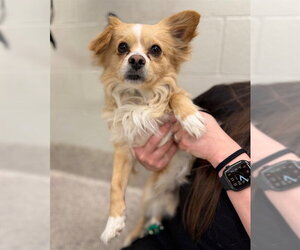 Chiranian Dogs for adoption in Brighton, CO, USA