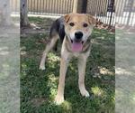 Small #2 Chinese Shar-Pei Mix