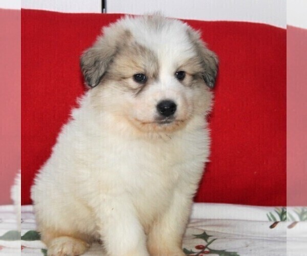 Medium Photo #3 Great Pyrenees Puppy For Sale in CLAYTON, WA, USA