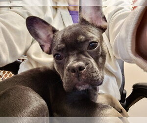 Stella Mae - Female French Bulldog Dog for Adoption - Photo #3