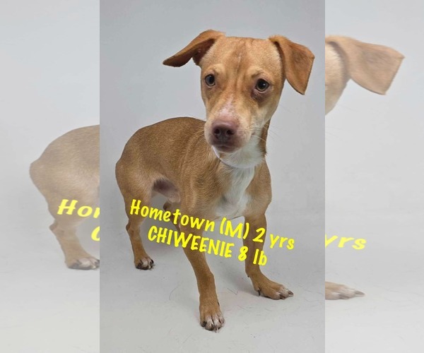 Medium Photo #4 Chiweenie Puppy For Sale in pomfret, CT, USA