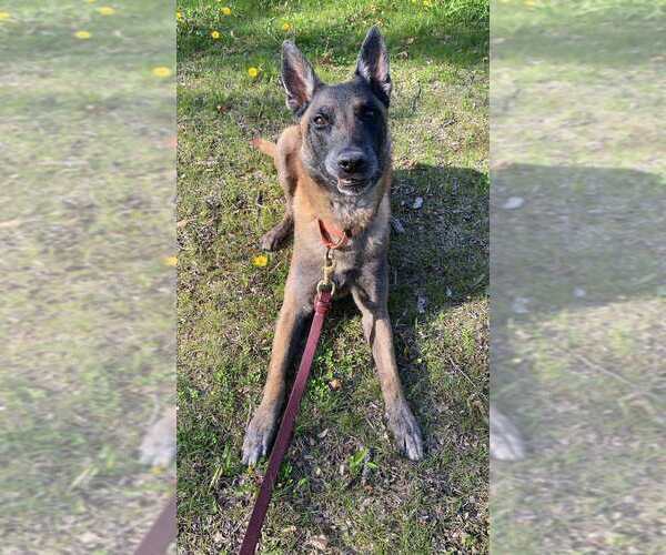 Medium Photo #3 Mutt Puppy For Sale in Imlay City, MI, USA