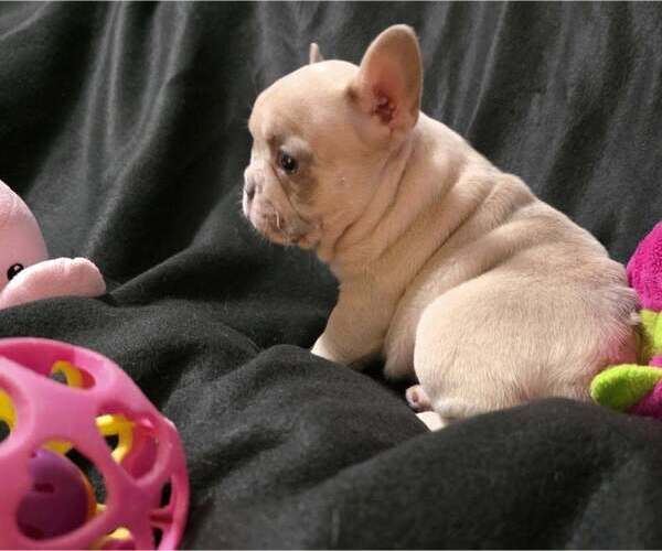 Medium Photo #4 French Bulldog Puppy For Sale in BOSTON, KY, USA