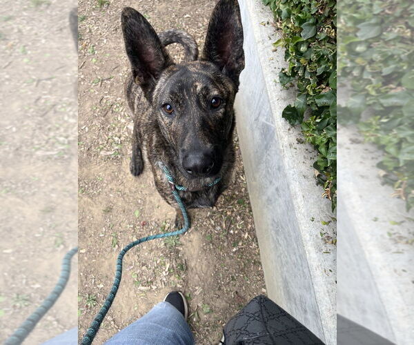Medium Photo #4 Dutch Shepherd -Unknown Mix Puppy For Sale in Imlay City, MI, USA