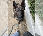 Small #3 Dutch Shepherd  Mix