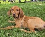 Small #1 Vizsla
