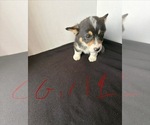 Small #2 Pembroke Welsh Corgi