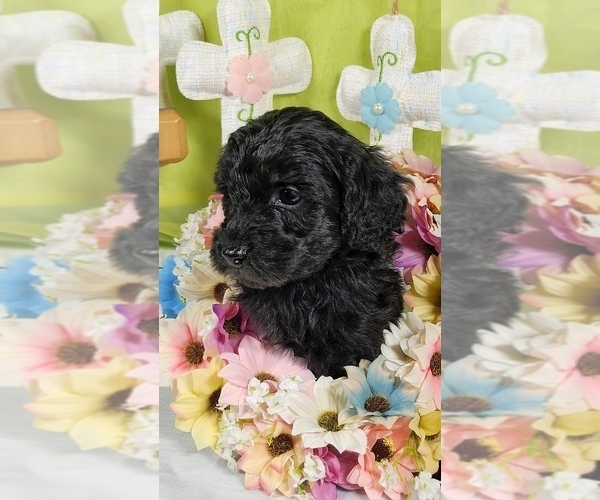 Medium Photo #5 Bernedoodle (Miniature) Puppy For Sale in BLACK FOREST, CO, USA