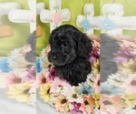 Small #4 Bernedoodle (Miniature)