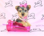 Small Photo #26 Yorkshire Terrier Puppy For Sale in LAS VEGAS, NV, USA