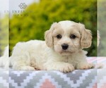 Small #3 Cavachon