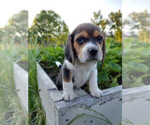Beagle Puppy for sale in EVERETT, WA, USA