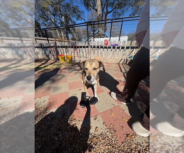 Medium Photo #7 Mutt Puppy For Sale in Houston, TX, USA