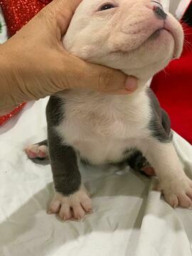 Medium Photo #3 English Bulldog Puppy For Sale in DANIA BEACH, FL, USA