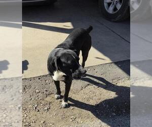 Mutt Dogs for adoption in San Antonio, TX, USA