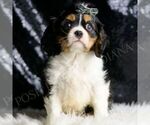 Puppy Rusty Cavalier King Charles Spaniel