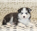 Small #1 Pomsky