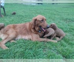 Small Photo #11 Goldendoodle Puppy For Sale in SONORA, KY, USA