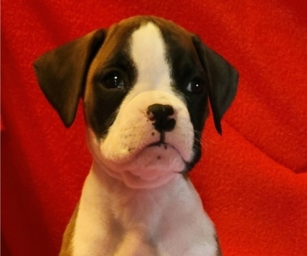 Medium Photo #4 Boxer Puppy For Sale in SLATON, TX, USA