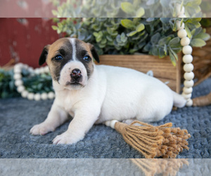 Medium Jack Russell Terrier