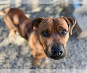 GUS - Male American Pit Bull Terrier-Unknown Mix Dog for Adoption - Photo #14