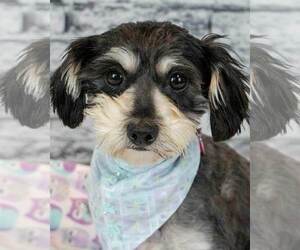 Mutt Dogs for adoption in Kennesaw, GA, USA