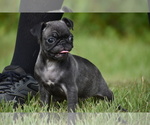 Image preview for Ad Listing. Nickname: Dumplin