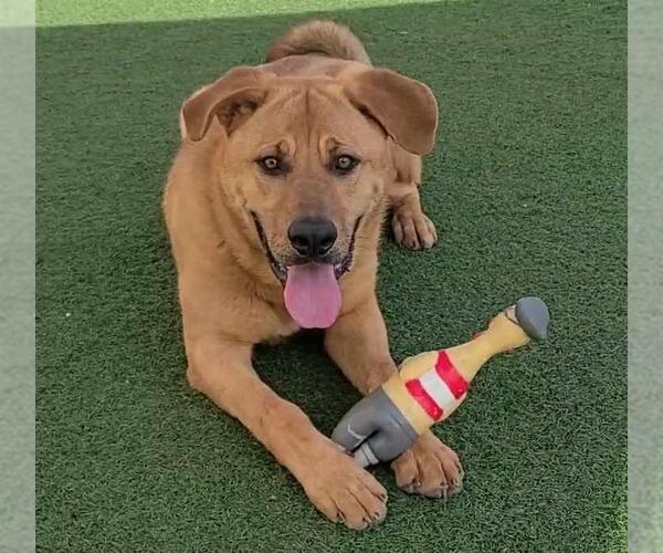 Medium Photo #5 Mastador Puppy For Sale in Rockwall, TX, USA