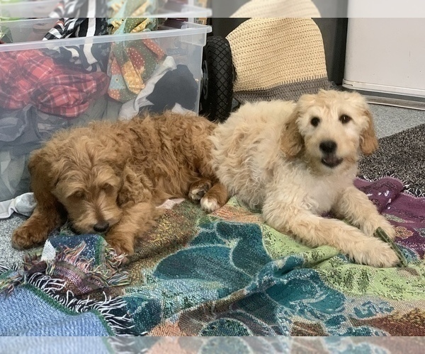 Medium Photo #25 Goldendoodle Puppy For Sale in SAN DIEGO, CA, USA