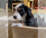 Small Photo #5 Miniature American Shepherd Puppy For Sale in PERRY, IA, USA