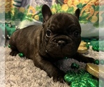 Small Photo #7 French Bulldog Puppy For Sale in BOLIVAR, MO, USA