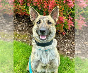Holland Shepherd-Unknown Mix Dogs for adoption in Sacramento, CA, USA
