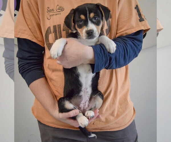 Medium Photo #3 Bagle Hound Puppy For Sale in Huntley, IL, USA