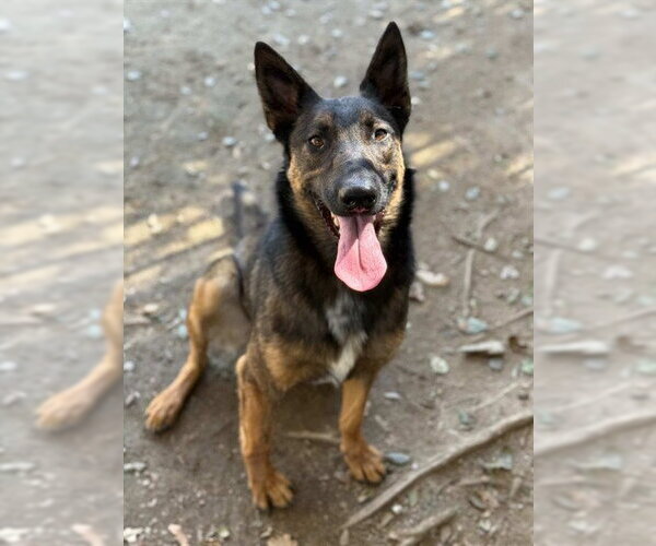 Medium Photo #1 Mutt Puppy For Sale in Riverside, CA, USA