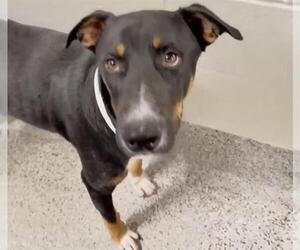 German Shepherd Dog-Unknown Mix Dogs for adoption in Houston, TX, USA
