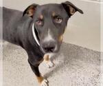 DRACULA - Male German Shepherd Dog-Unknown Mix Dog for Adoption - Small photo