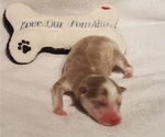 Small Photo #45 Pomsky Puppy For Sale in RAMONA, CA, USA