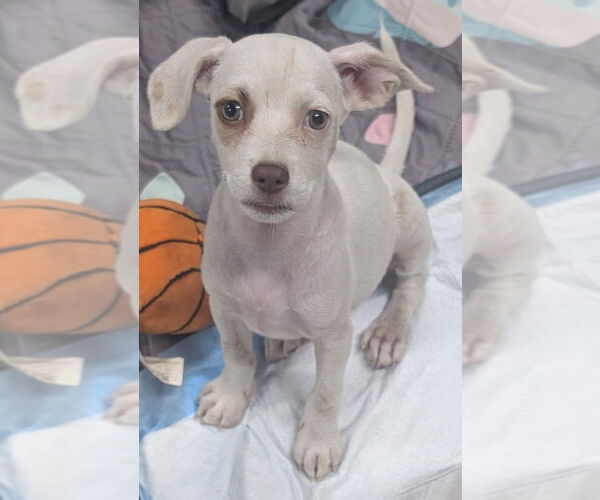 Medium Photo #1 Mutt Puppy For Sale in San Bernardino, CA, USA