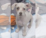 Small Mutt