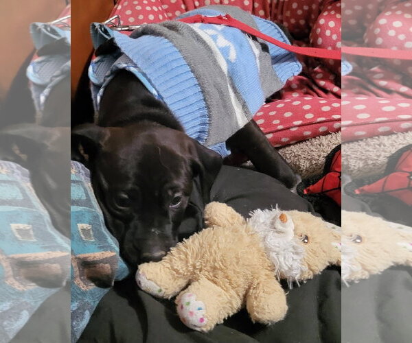 Medium Photo #9 Labrador Retriever-Unknown Mix Puppy For Sale in Germantown, OH, USA