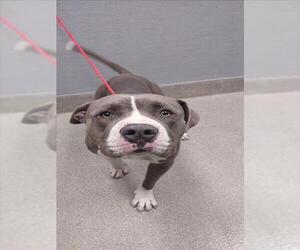 Mutt Dogs for adoption in Las Vegas, NV, USA