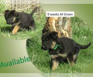 German Shepherd Dog Puppy for sale in GOLDENDALE, WA, USA