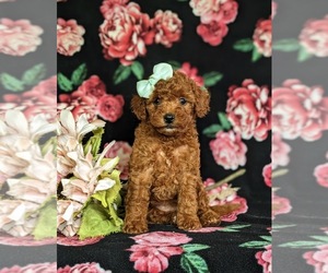 Poodle (Toy) Puppy for sale in NEW HOLLAND, PA, USA