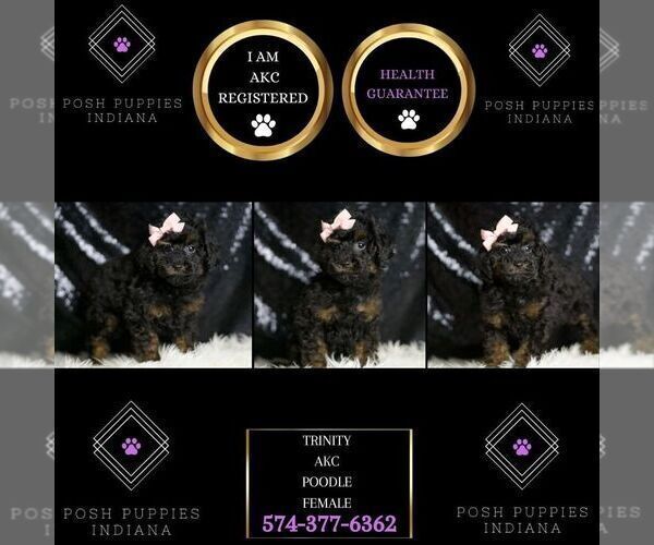 Medium Photo #6 Poodle (Toy) Puppy For Sale in WARSAW, IN, USA