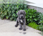 Puppy Charlotte Cane Corso