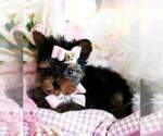 Small #7 Yorkshire Terrier