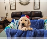 Puppy Male B6 Golden Retriever