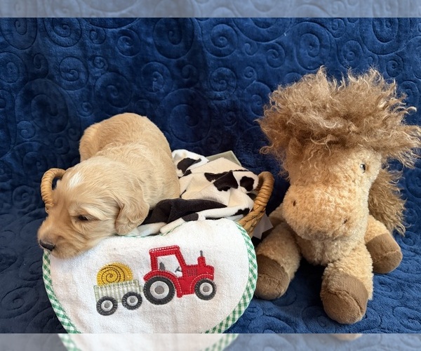 Medium Photo #4 Goldendoodle Puppy For Sale in GRAND JUNCTION, CO, USA