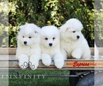 Small #2 Samoyed