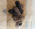 Litter of 12 - Male(s) and Female(s) Labrador RetrieverLitter of Puppies for Sale - Photo #2